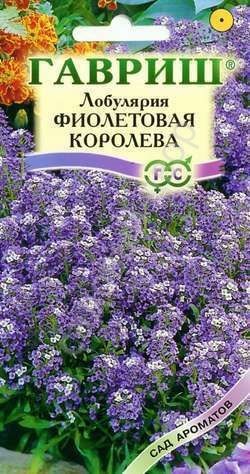 Лобулярия Фиолетовая королева (Гавриш) Сад ароматов!