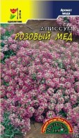 Алиссум Розовый мед (Цвет. сад)